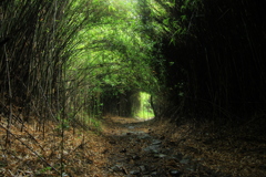 箱根旧街道