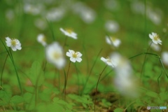 お花の時間