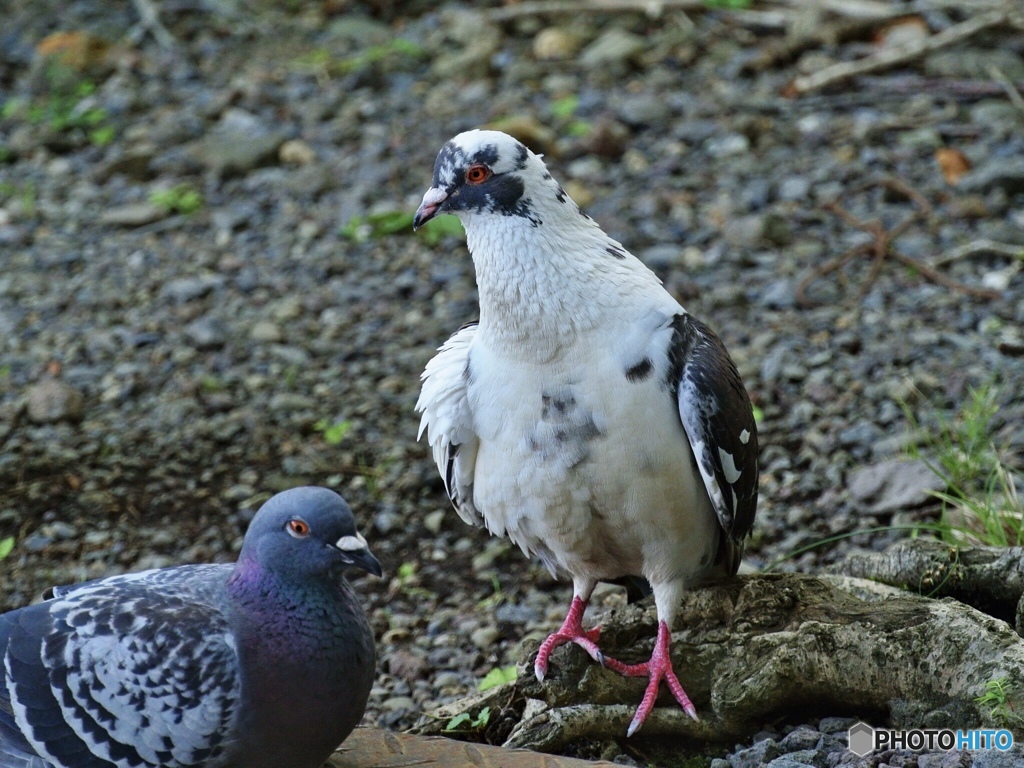 決まってるかい？