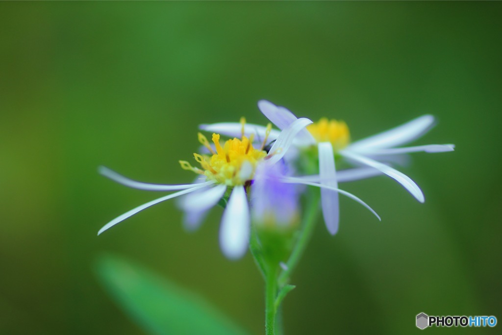 柔らかな花びら