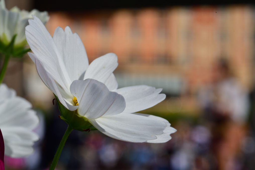 fiore bianco（フィオーレ・ビアンコ）　…ディズニーシーの彩り