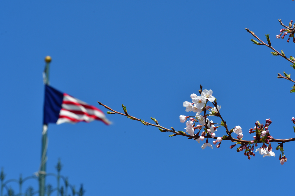 SAKURA＆STRIPE…