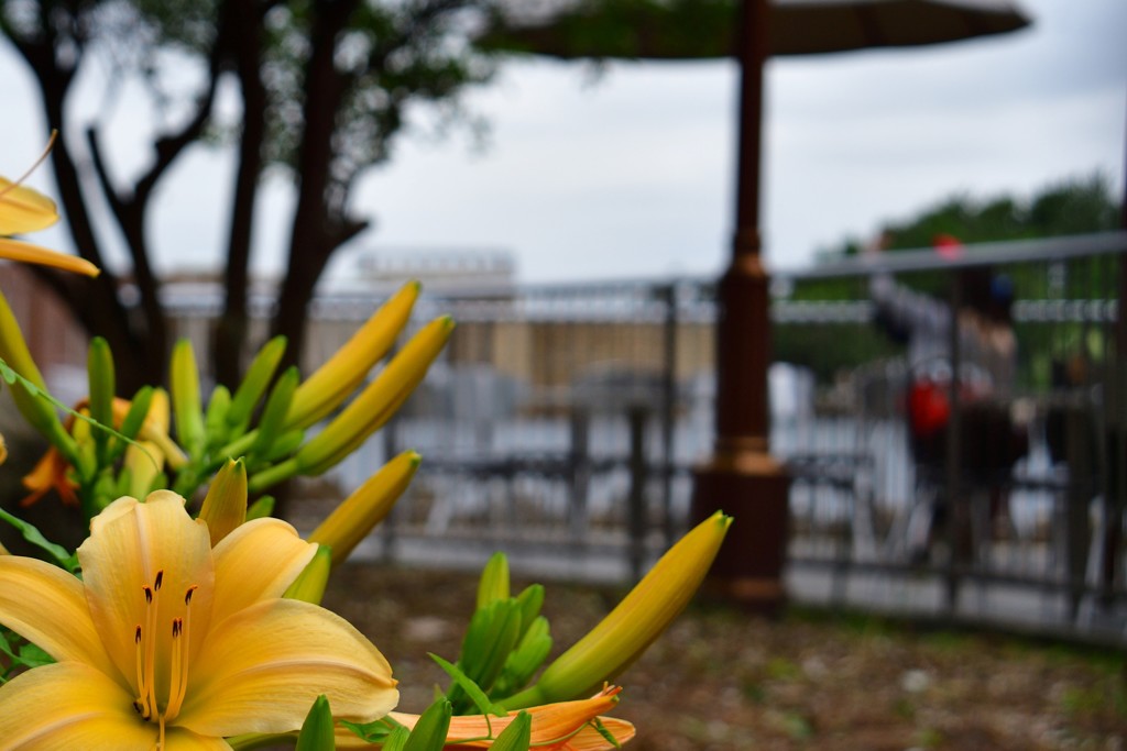 浜の番長 …初夏の装い2018