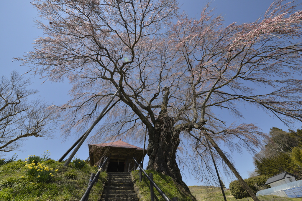 桜巡り４上石不動桜