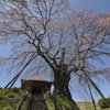 桜巡り４上石不動桜