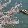 桜と船