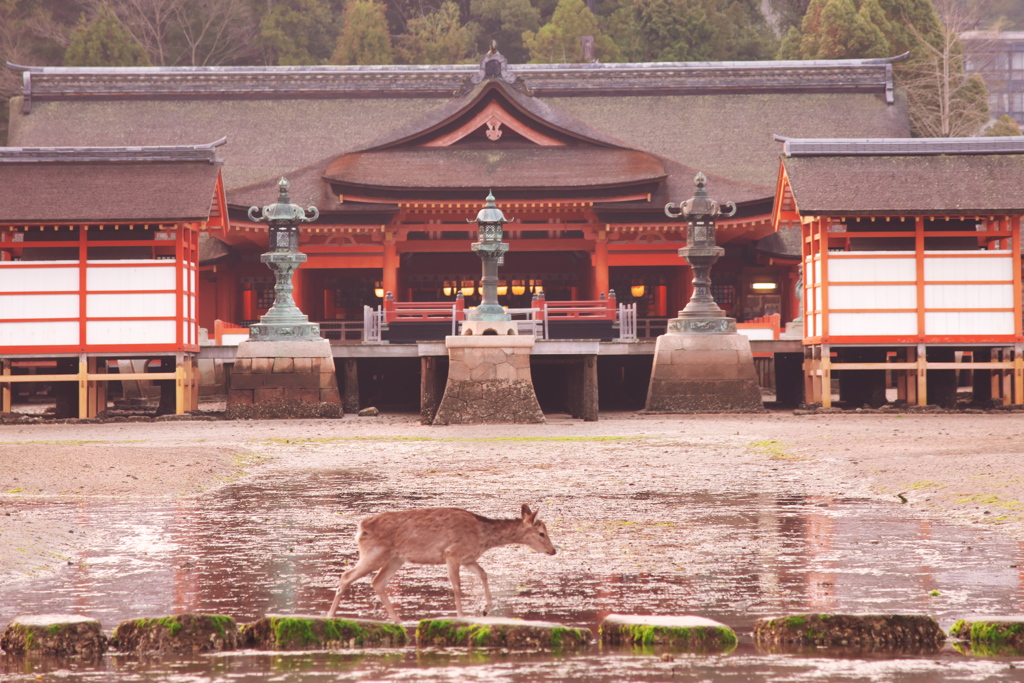 早朝の厳島神社と鹿