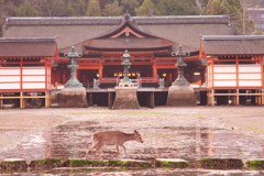 早朝の厳島神社と鹿