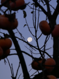 月と柿
