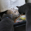 顔合わせ