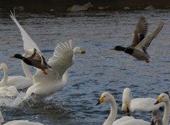 鳥撮り本番４