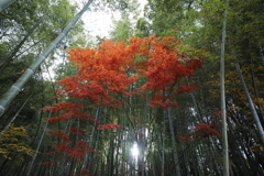 竹林の紅葉
