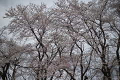 近所の桜２