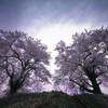 黒岩夫婦桜再再訪満開２