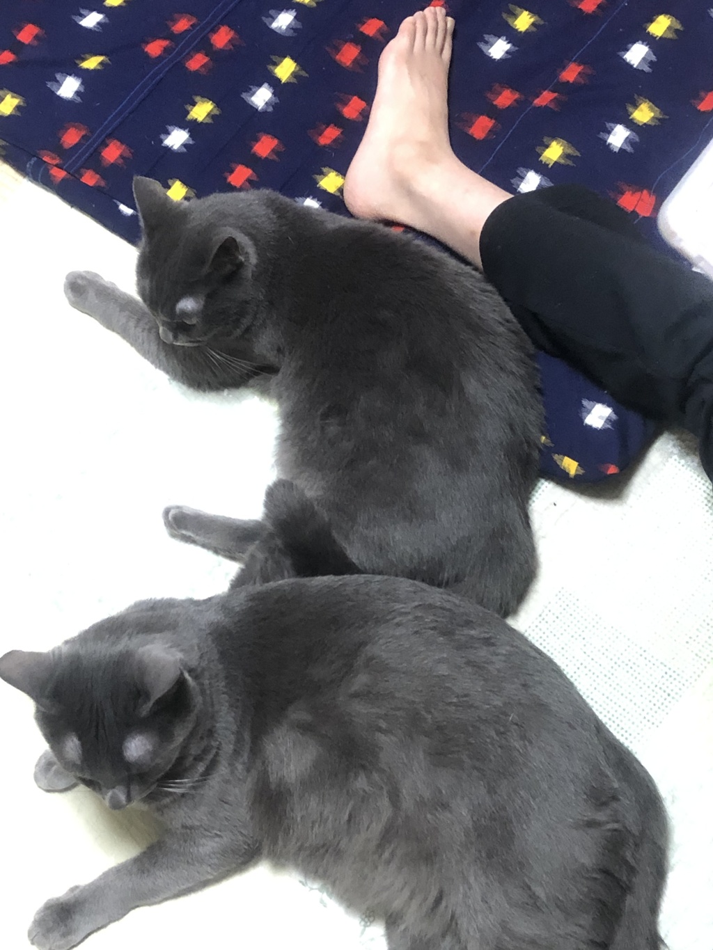 わんこ外で日向ぼっこ、猫家の中でまったり