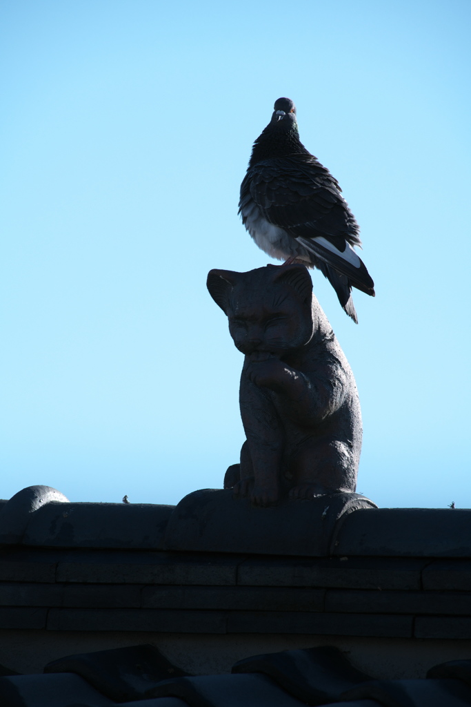 猫と鳩