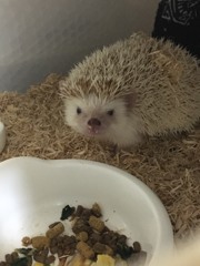 シャイなハリネズミさんカメラ目線