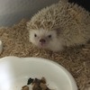シャイなハリネズミさんカメラ目線