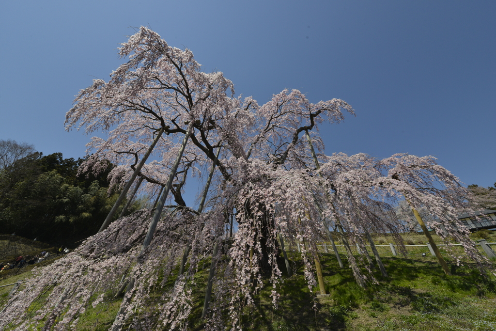 桜巡り２三春滝桜