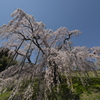 桜巡り２三春滝桜