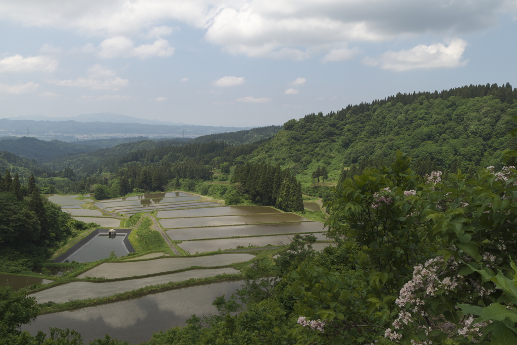 踏切巡り道すがら３　山中の田んぼ