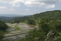 踏切巡り道すがら３　山中の田んぼ