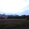 黒岩夫婦桜再再訪満開３