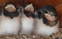 鳥１ ヒナカメラ目線