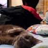 かまってもらえない猫