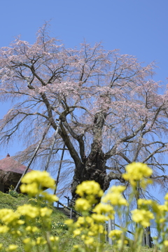 桜巡り５上石不動桜