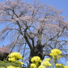 桜巡り５上石不動桜