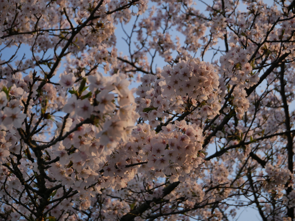 夕暮れの桜
