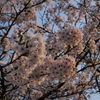 夕暮れの桜