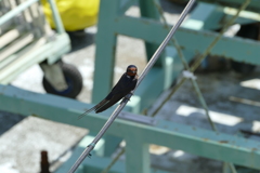 陸上競技場に燕２　サブカメラにて