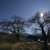 桜巡り７黒岩夫婦さくら３部咲き