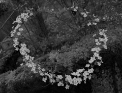 花輪
