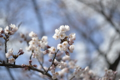 近所の桜１