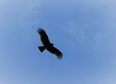 鳥３　飛ぶ鳥撮影再挑戦