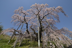 桜巡り１三春滝桜