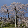 桜巡り１三春滝桜