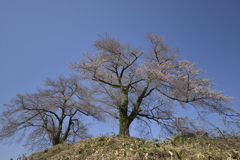 桜巡り８黒岩夫婦さくら３部咲き