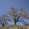 桜巡り８黒岩夫婦さくら３部咲き