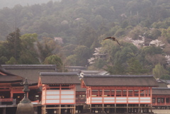 鳥２　飛ぶ鳥撮影初挑戦