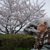 桜と103歳