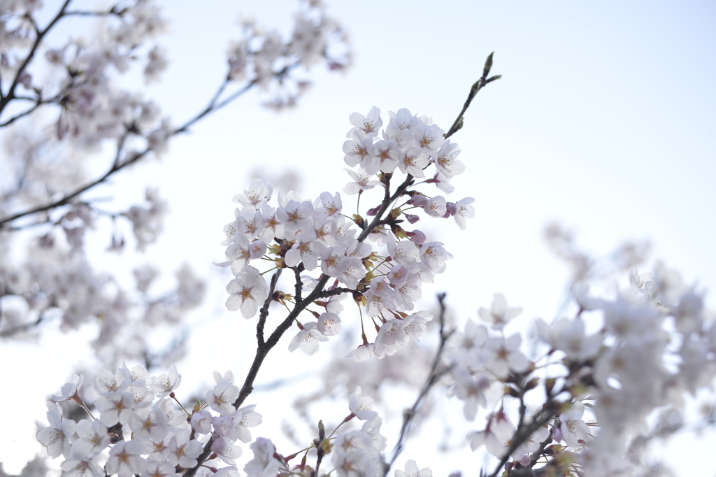 桜巡り９