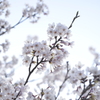 桜巡り９