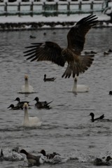 バレンタインデーに一人で撮影３ 白鳥３羽の視線が・・・