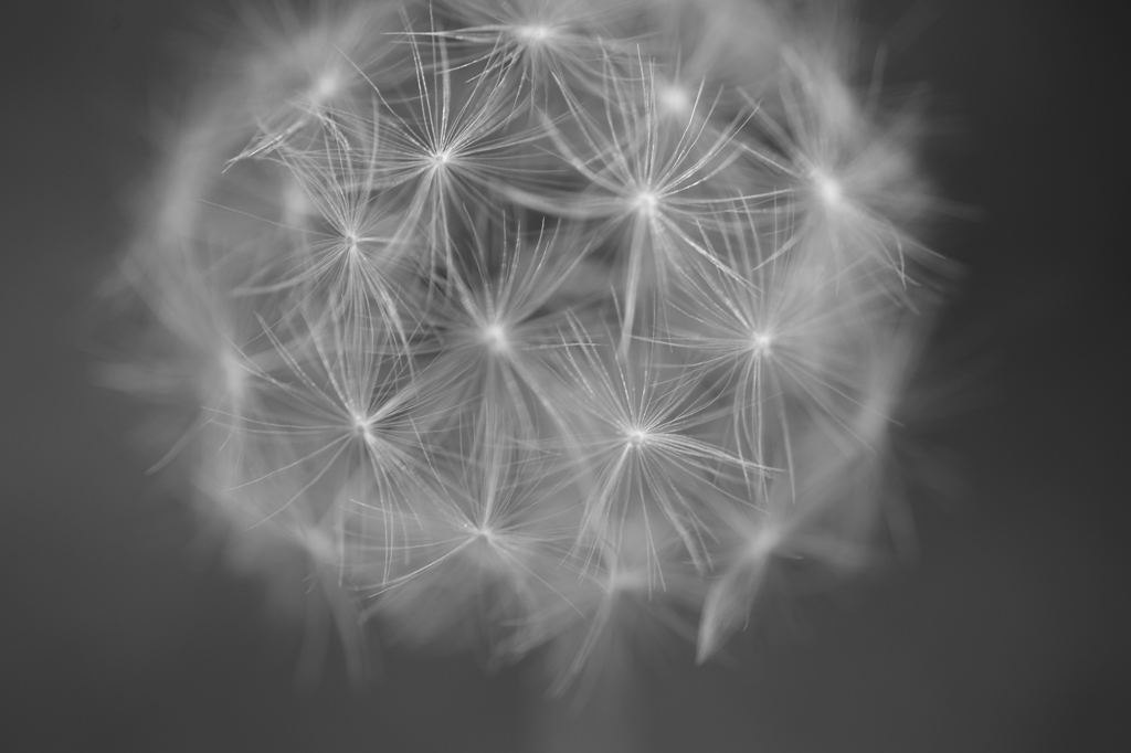 綿毛１