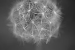 綿毛１