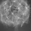 綿毛１